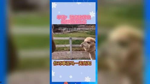 娱乐吃瓜歌曲有哪些